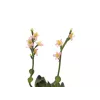 EUROPALMS Stone Rose (EVA) planta artificial, rosa, 32 cm 82530572