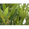 EUROPALMS Bambus deluxe, planta artificial, 180 cm (82509167) - planta de bambú artificial