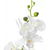 EUROPALMS orquídea planta artificial, blanca, 80 cm (82530362)