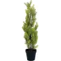 EUROPALMS Ciprés de Leyland planta artificial, 60 cm 82606959