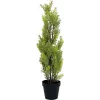 EUROPALMS Ciprés de Leyland planta artificial, 60 cm 82606959