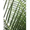 EUROPALMS Phoenix Palm Deluxe Planta artificial 220 cm 82509722