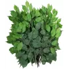 EUROPALMS rama de ficus benjamina artificial, paquete de 12 82506101