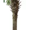 EUROPALMS Phoenix Palm Luxor planta artificial, 210cm 82510721