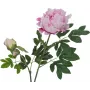 EUROPALMS rama de peonía premium planta artificial, rosa, 100cm 82530220