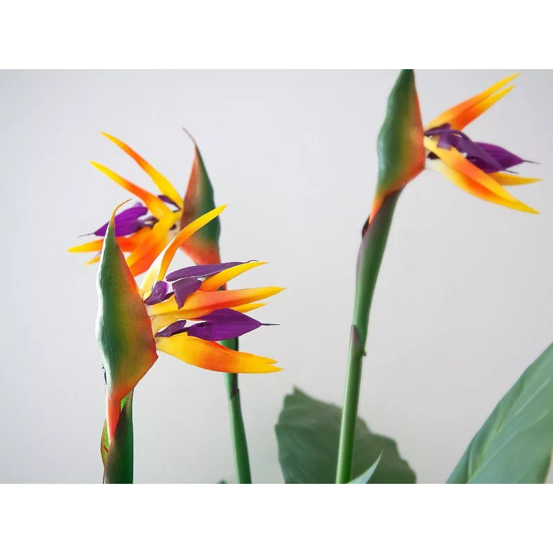 EUROPALMS planta artificial Strelitzia, 90 cm 82540502
