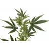 EUROPALMS Rama de cáñamo artificial, 90cm, verde 82506699