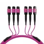 EFB Elektronik cable de parcheo matriz MTP-F/MTP-F de 48 fibras OM4, LSZH Erika violeta, código A, 25 m MTPF48MTPFOM4-25-A