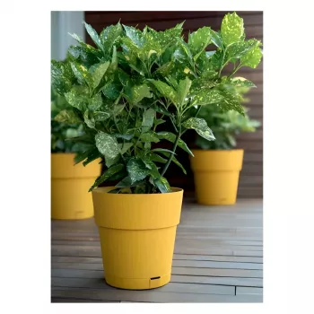 STEFANPLAST Ethica maceta con plato Ø40x39cm amarillo mostaza