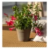 STEFANPLAST Maceta Ethica con plato Ø20x19cm Marrón