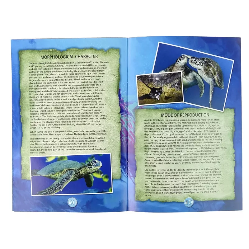 LEAN TOYS Ammonite Tortuga Kit Educativo de Excavación