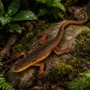 LEAN TOYS Lagarto vivíparo Figura de goma elástica realista 12,5 cm