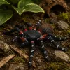 LEAN TOYS Spider Tarantula Figura de goma elástica realista negra 10 cm