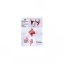 Olympia 9178 fundas de plastificar A6, 125 micras, transparente, 100 uds.